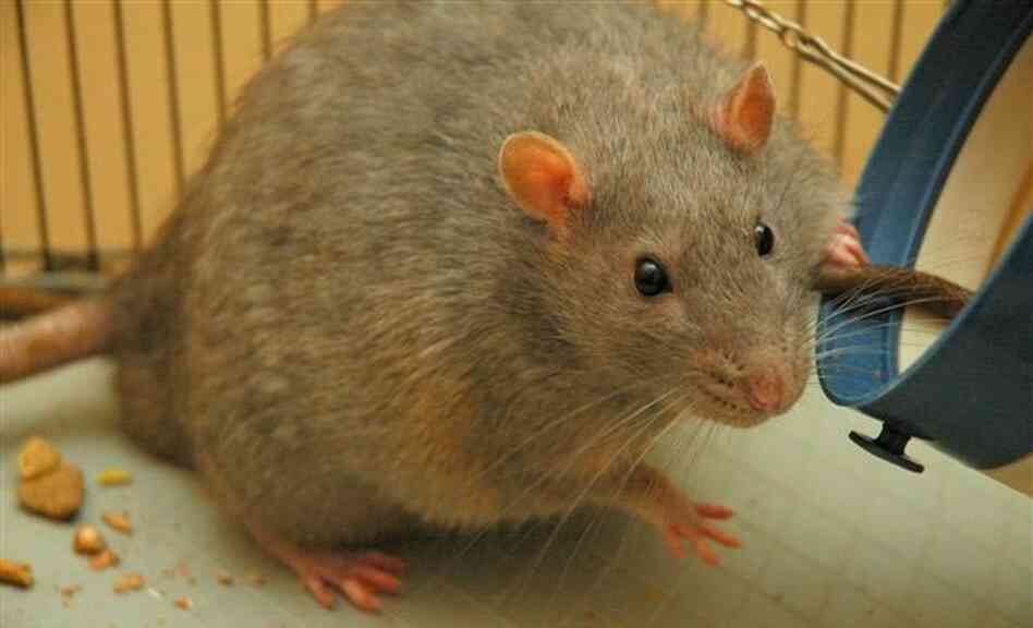 The Zucker rat has been bred specifically as a genetic model for obesity in humans.