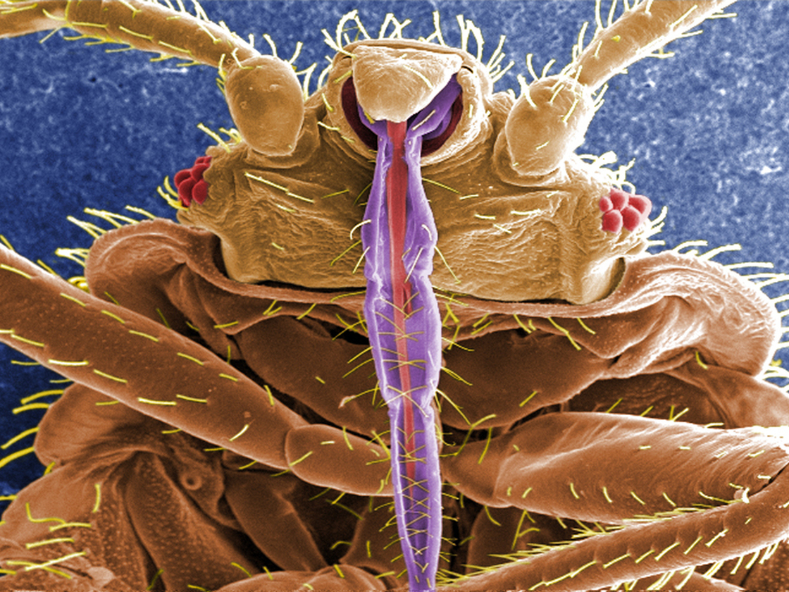 A bedbug, up close, shows off its skin-piercing mouth parts in purple.