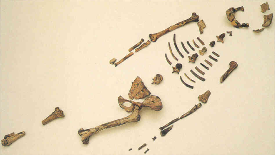 Fossil remains of Australopithecus afarensi, known as "Lucy," were first discovered in Ethiopia and Tanzania in the 1970s. Fossil remains of Australopithecus afarensi, known as "Lucy," were first discovered in Ethiopia and Tanzania in the 1970s.