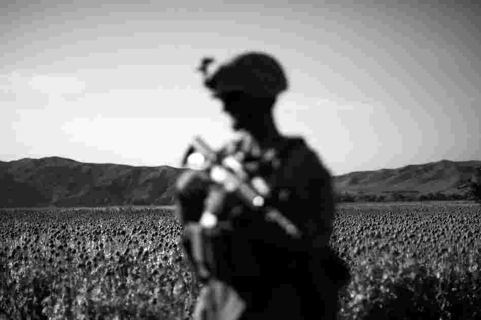 The men from Bravo Company, 1st Battalion, 5th Marine Regiment, from Camp Pendleton, Calif., are based in the lush farm fields of Sangin District in the Helmand River Valley in southern Afghanistan. A main source of revenue for the Taliban comes from this region during poppy harvest.
