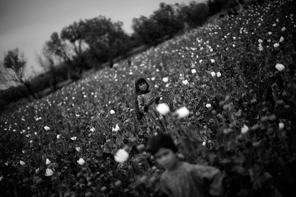 The northern Helmand River valley is bordered by barren desert on either side -- but is as lush as a jungle where its waters are drained to flood the farm fields. Fighting in the area is practically at a halt during the annual poppy harvest, when villagers occupy the fields.