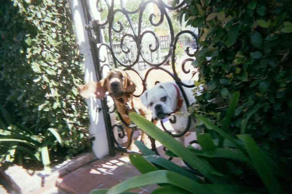 If you're lucky, owners will lock their pets up behind a gate, but many times it'll just be a flimsy rope that nearly reaches where you need to deposit the mail.