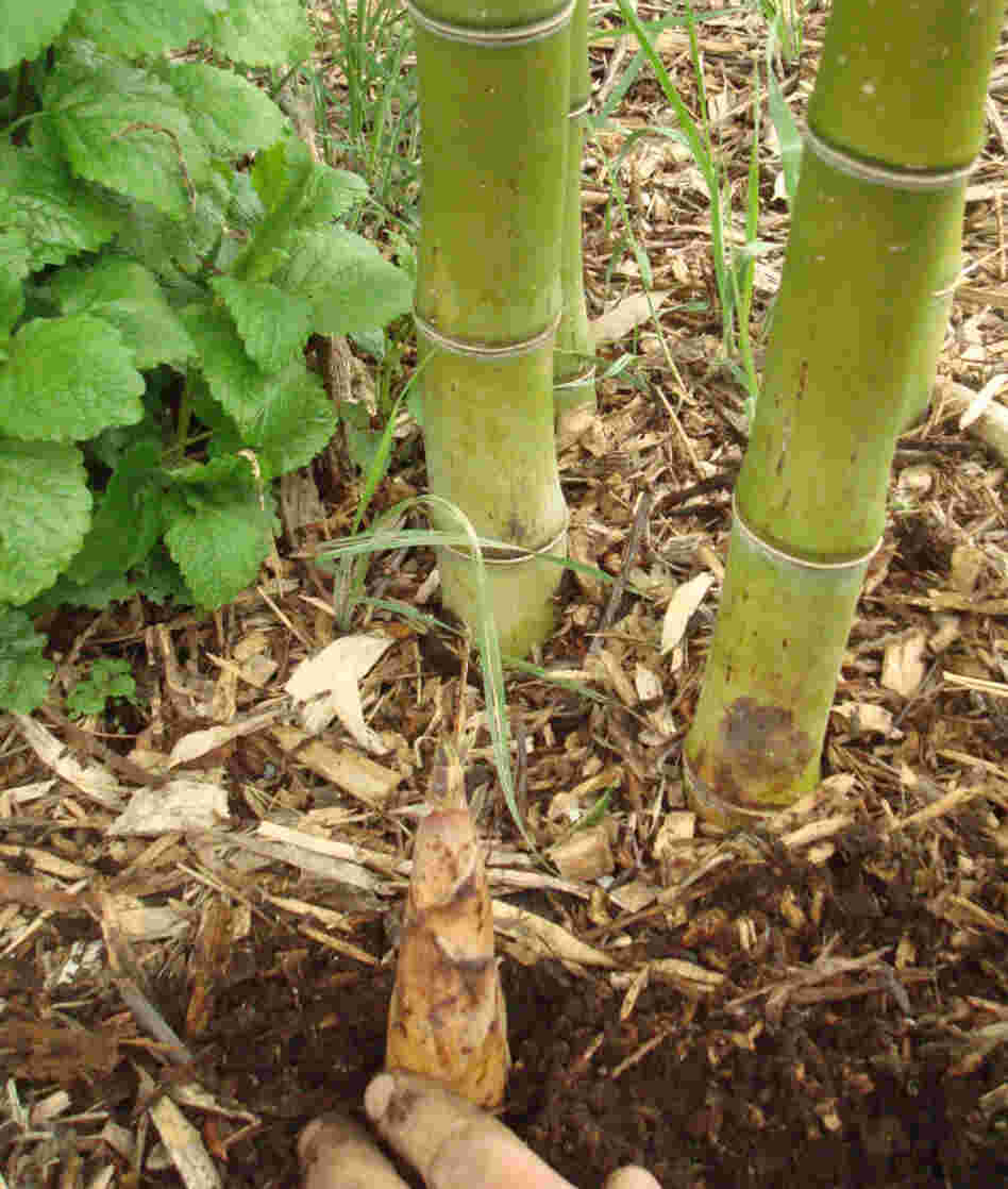 Fresh "sugar shoots" are shown at Dain Sansome's Bamboo Valley Farm in Albany, Ore., which grows some 20 varieties of bamboo. Fresh "sugar shoots" are shown at Dain Sansome's Bamboo Valley Farm in Albany, Ore., which grows some 20 varieties of bamboo.