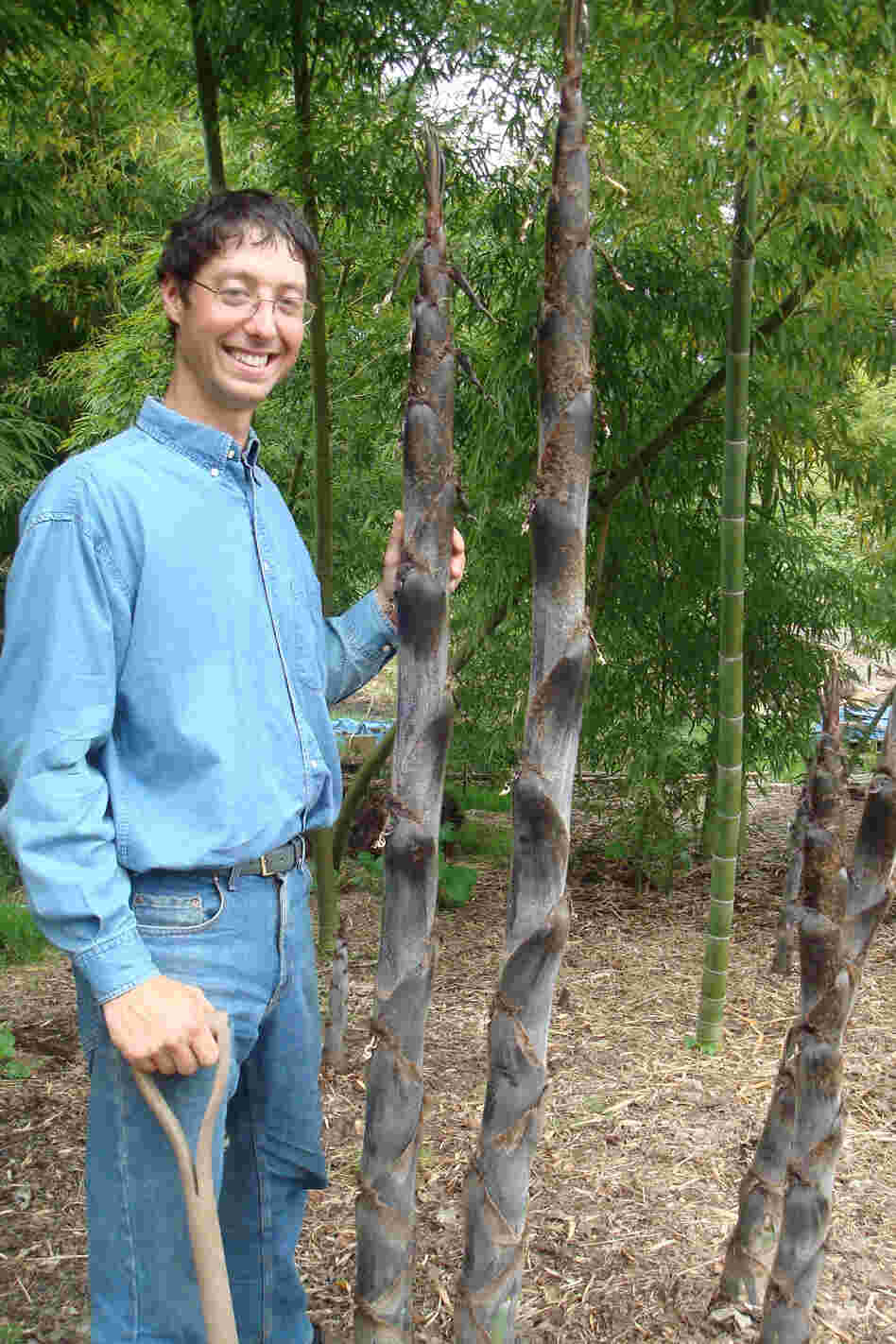Dain Sansome stands near bamboo stalks on the 9-acre farm he owns with his wife, Suya, who is Japanese. Dain Sansome stands near bamboo stalks on the 9-acre farm he owns with his wife, Suya, who is Japanese.