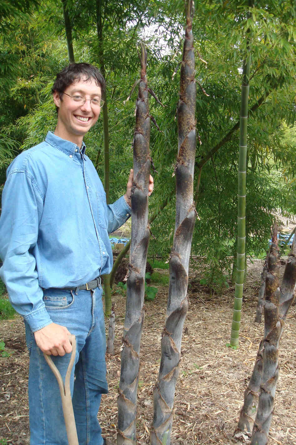 Dain Sansome stands near bamboo stalks on the 9-acre farm he owns with his wife, Suya, who is Japanese. Dain Sansome stands near bamboo stalks on the 9-acre farm he owns with his wife, Suya, who is Japanese.