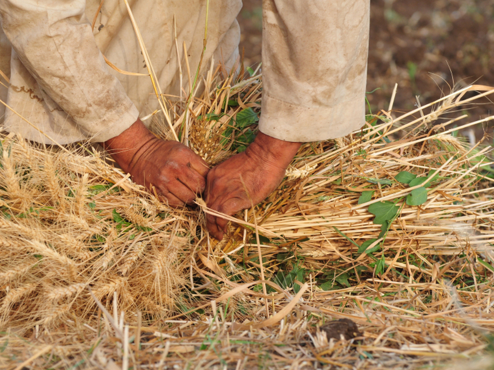 "I think more and more people are beginning to realize that food is the new oil in the sense that there's a real struggle now to control sources of food and food supplies," says Lester Brown. "The exporting countries are obviously in a strong position now."