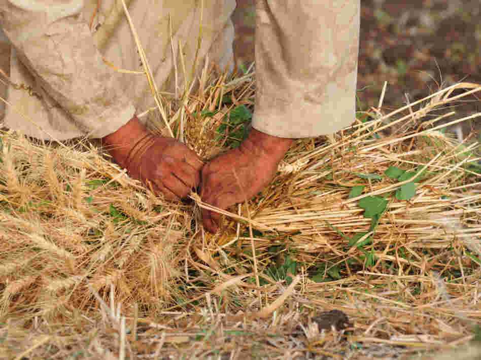 "I think more and more people are beginning to realize that food is the new oil in the sense that there's a real struggle now to control sources of food and food supplies," says Lester Brown. "The exporting countries are obviously in a strong position now."