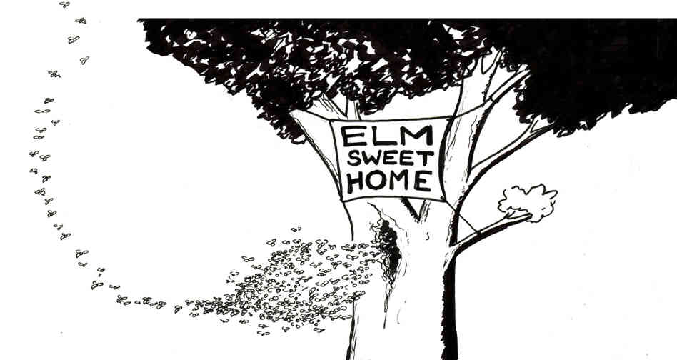 Elm sweet home. Elm sweet home.