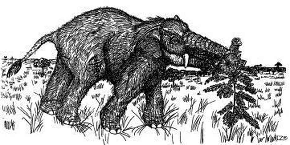 Lambert's vision of Platybelodon. Lambert's vision of Platybelodon.