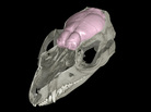 CT scans of fossil Hadrocodium skulls allowed scientists to reconstruct its brain. The olfactory bulbs, located at the front of the brain, grew steadily larger as millions of years passed. CT scans of fossil Hadrocodium skulls allowed scientists to reconstruct its brain. The olfactory bulbs, located at the front of the brain, grew steadily larger as millions of years passed.