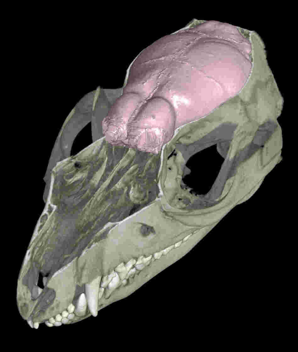 CT scans of fossil Hadrocodium skulls allowed scientists to reconstruct its brain. The olfactory bulbs, located at the front of the brain, grew steadily larger as millions of years passed. CT scans of fossil Hadrocodium skulls allowed scientists to reconstruct its brain. The olfactory bulbs, located at the front of the brain, grew steadily larger as millions of years passed.