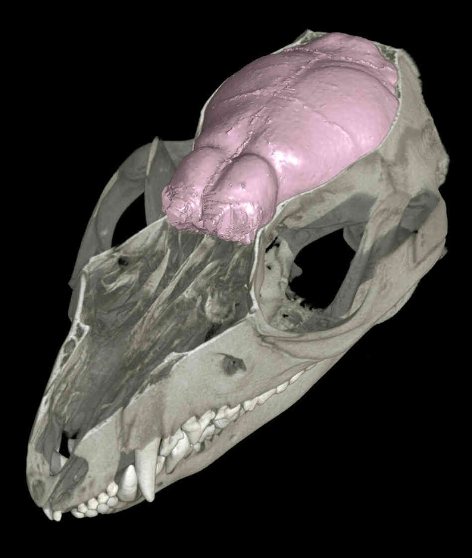 CT scans of fossil Hadrocodium skulls allowed scientists to reconstruct its brain. The olfactory bulbs, located at the front of the brain, grew steadily larger as millions of years passed. CT scans of fossil Hadrocodium skulls allowed scientists to reconstruct its brain. The olfactory bulbs, located at the front of the brain, grew steadily larger as millions of years passed.