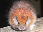 The red-crested tree rat, Santamartamys rufodorsalis, spotted in the mountains in Colombia. The red-crested tree rat, Santamartamys rufodorsalis, spotted in the mountains in Colombia.