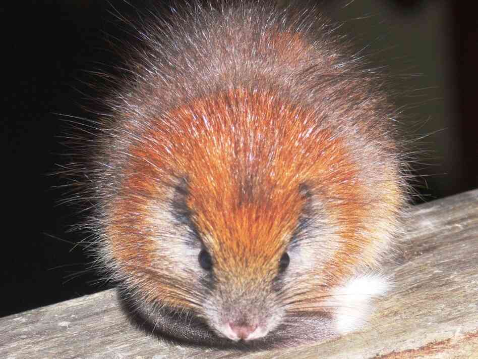 The red-crested tree rat, Santamartamys rufodorsalis, spotted in the mountains in Colombia.