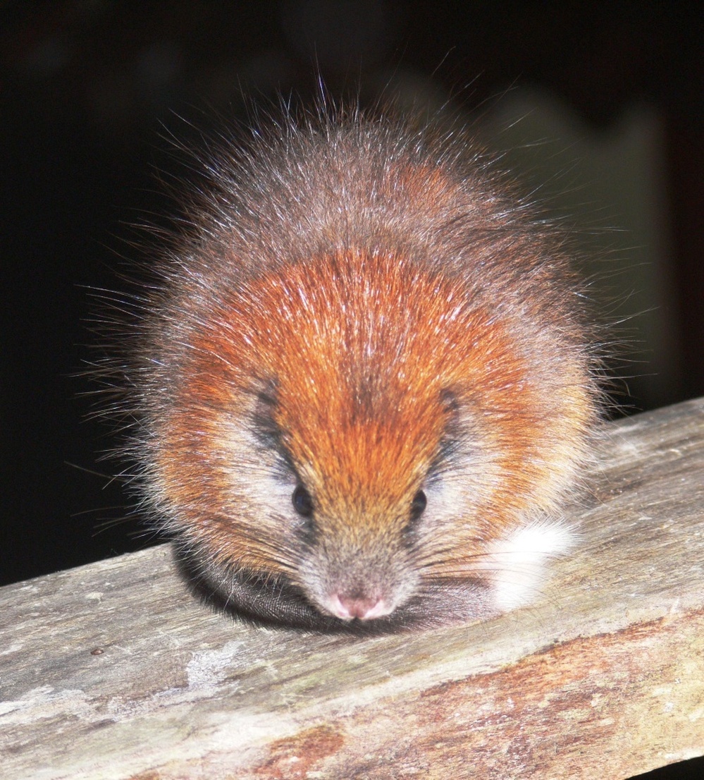 The red-crested tree rat, Santamartamys rufodorsalis, spotted in the mountains in Colombia.