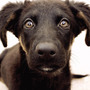 Dog Sense: How the New Science of Dog Behavior Can Make You A Better Friend to Your Pet