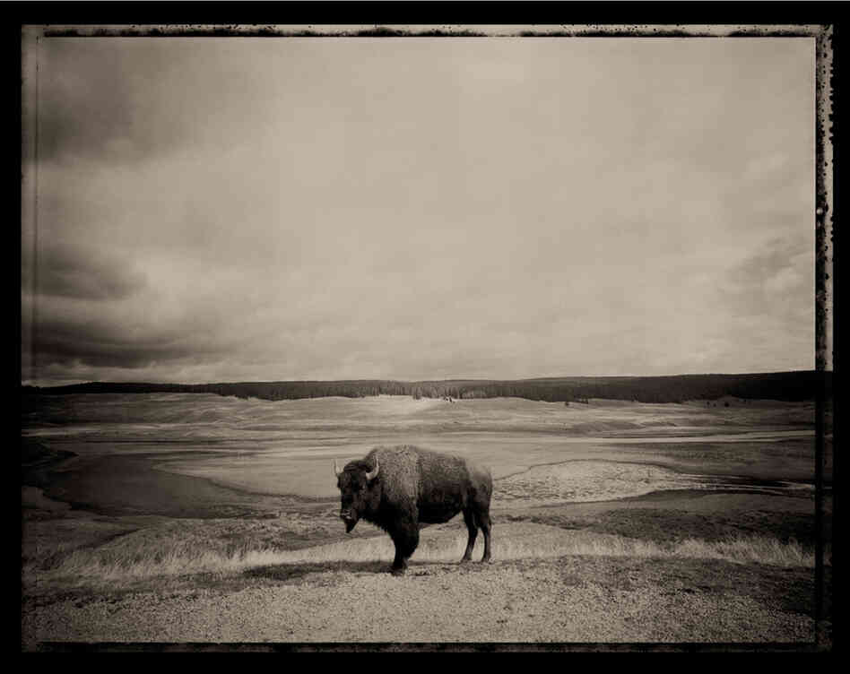 "We'd spent a week looking for a buffalo in Yellowstone when I came upon this one. I jumped out of the car and ran over. I set up the tripod. I got the cable release and he looked in the wide lens and froze. I did a one-second exposure, and once the shutter closed, he snorted and walked away. That was so much what the trip was about. So many subjects gave me such amazing gifts."