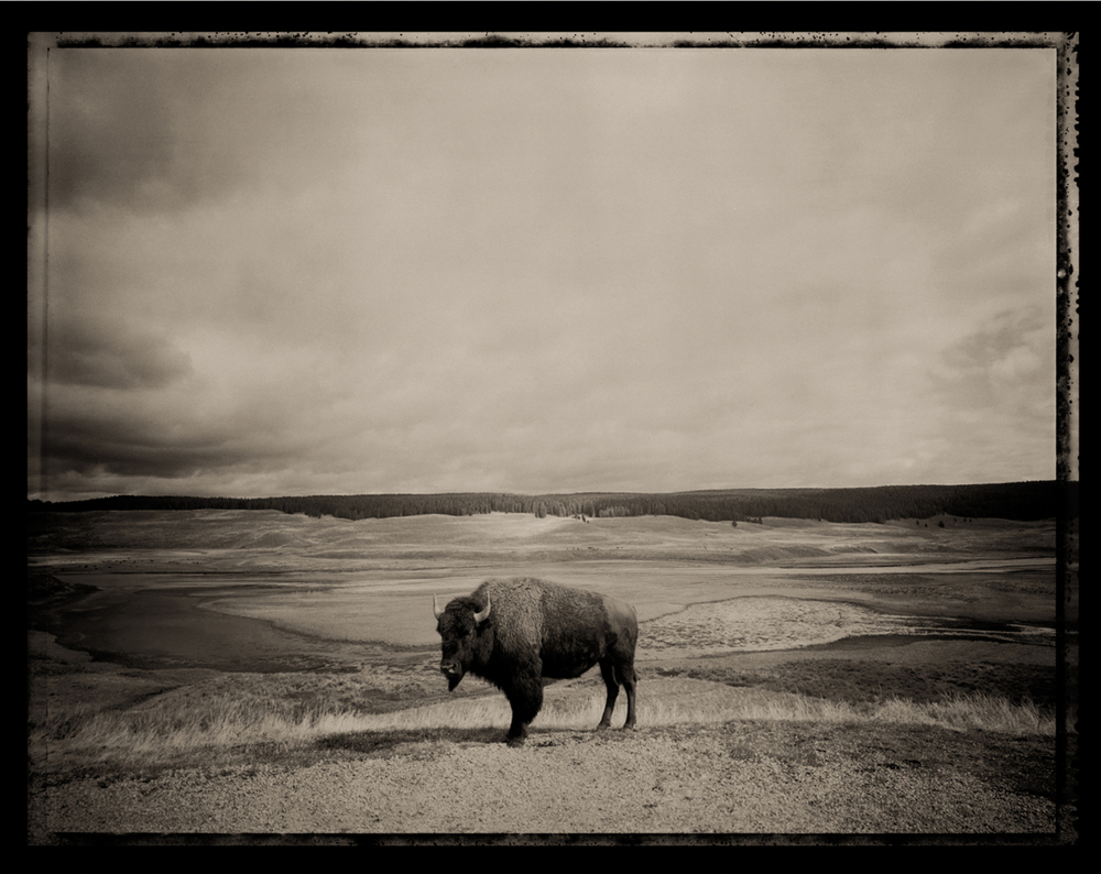 "We'd spent a week looking for a buffalo in Yellowstone when I came upon this one. I jumped out of the car and ran over. I set up the tripod. I got the cable release and he looked in the wide lens and froze. I did a one-second exposure, and once the shutter closed, he snorted and walked away. That was so much what the trip was about. So many subjects gave me such amazing gifts."