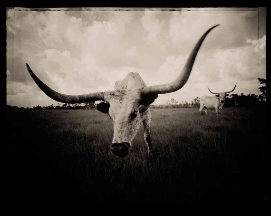 Longhorn Head, Liberty, Texas