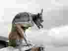 A creepy gargoyle looks onto an overcast sky. A creepy gargoyle looks onto an overcast sky.