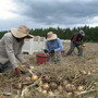 Migrant workers hand pick Vidalia onions in Georgia. The vegetable is too delicate to be harvested with machines. Migrant workers hand pick Vidalia onions in Georgia. The vegetable is too delicate to be harvested with machines.