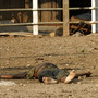 Investigators work at the site of a massacre at a ranch in northern Guatemala. Most of the 27 people killed were decapitated. Investigators work at the site of a massacre at a ranch in northern Guatemala. Most of the 27 people killed were decapitated.