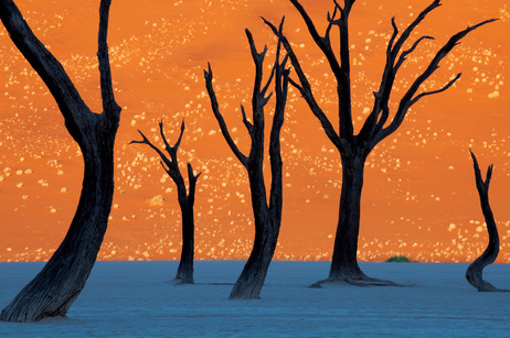 Tinted orange by the morning sun, a soaring dune is the backdrop for the hulks of camel thorn trees in Namib-Naukluft Park.