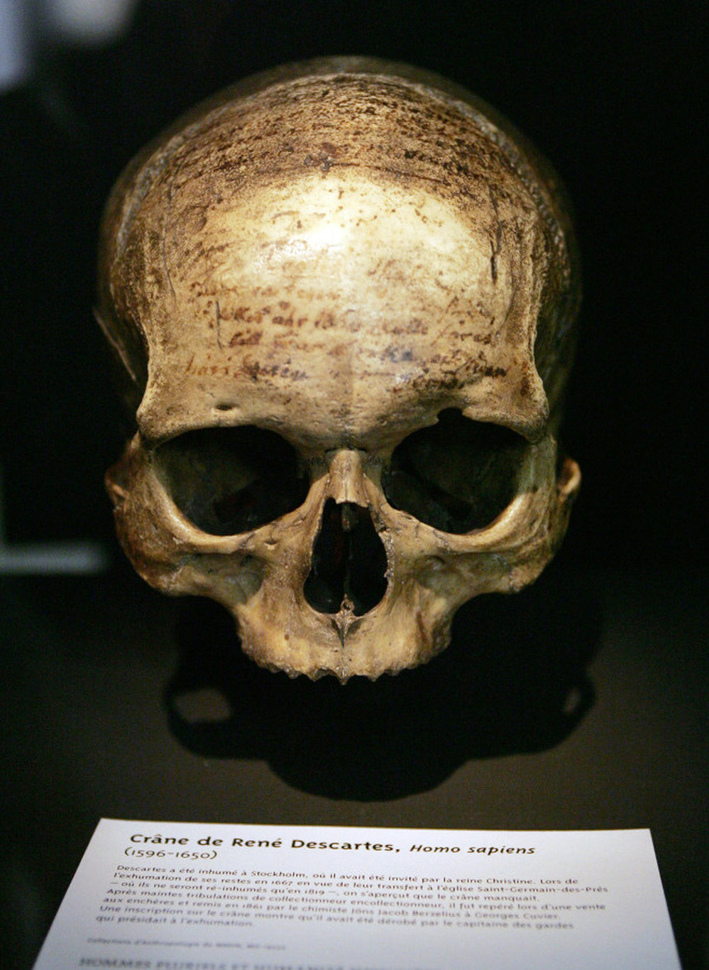 The skull of French philosopher Rene Descartes (1596-1650), displayed at the Musee de l'Homme in Paris.