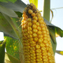Corn is big business in Iowa, which has usually made anything but support for ethanol subsidies off-limits for presidential hopefuls. Corn is big business in Iowa, which has usually made anything but support for ethanol subsidies off-limits for presidential hopefuls.