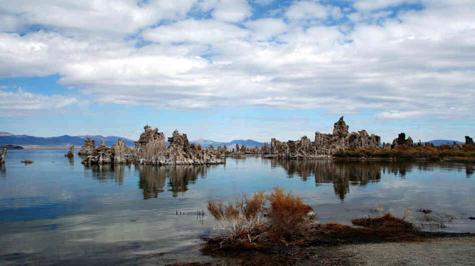 A study published in the journal Science last December suggested that a bacterium found in California's Mono Lake was able to substitute arsenic for phosphorous. But that conclusion has many critics. A study published in the journal Science last December suggested that a bacterium found in California's Mono Lake was able to substitute arsenic for phosphorous. But that conclusion has many critics.