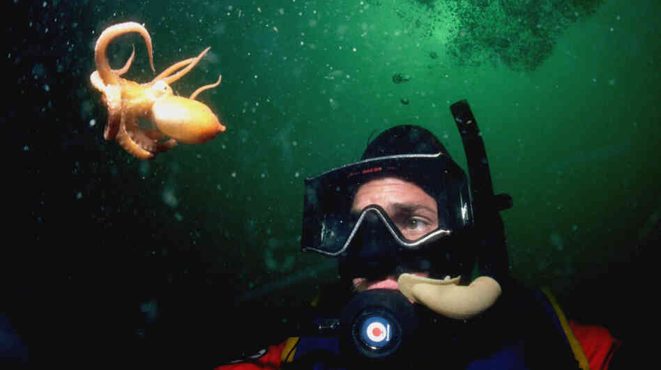 A scuba diver views a baby giant Pacific octopus near Powell River, British Columbia. A scuba diver views a baby giant Pacific octopus near Powell River, British Columbia.
