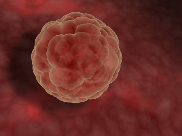 After a sperm fertilizes an egg, cells divide in a stage called a blastocyst. Doctors say pregnancy doesn't start until the blastocyst implants into the woman's uterus.