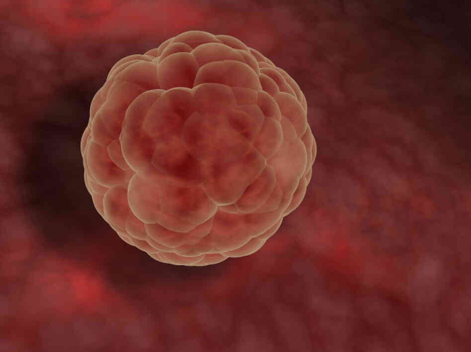 After a sperm fertilizes an egg, cells divide in a stage called a blastocyst. Doctors say pregnancy doesn't start until the blastocyst implants into the woman's uterus.