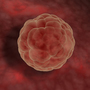 After a sperm fertilizes an egg, cells divide in a stage called a blastocyst. Doctors say pregnancy doesn't start until the blastocyst implants into the woman's uterus. After a sperm fertilizes an egg, cells divide in a stage called a blastocyst. Doctors say pregnancy doesn't start until the blastocyst implants into the woman's uterus.