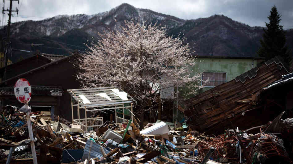 Cherry blossoms bloom amid tsunami devastation in Kamaishi city, Iwate prefecture, Japan, on April 20. Cherry blossoms bloom amid tsunami devastation in Kamaishi city, Iwate prefecture, Japan, on April 20.