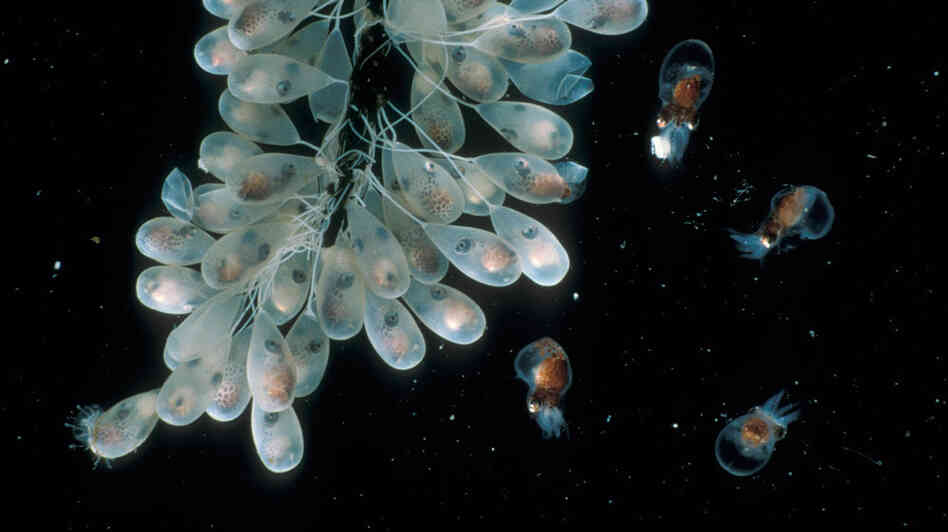 Eggs and newborn giant Pacific octopus (Octopus dofleini), Victoria, British Columbia, Canada. Eggs and newborn giant Pacific octopus (Octopus dofleini), Victoria, British Columbia, Canada.