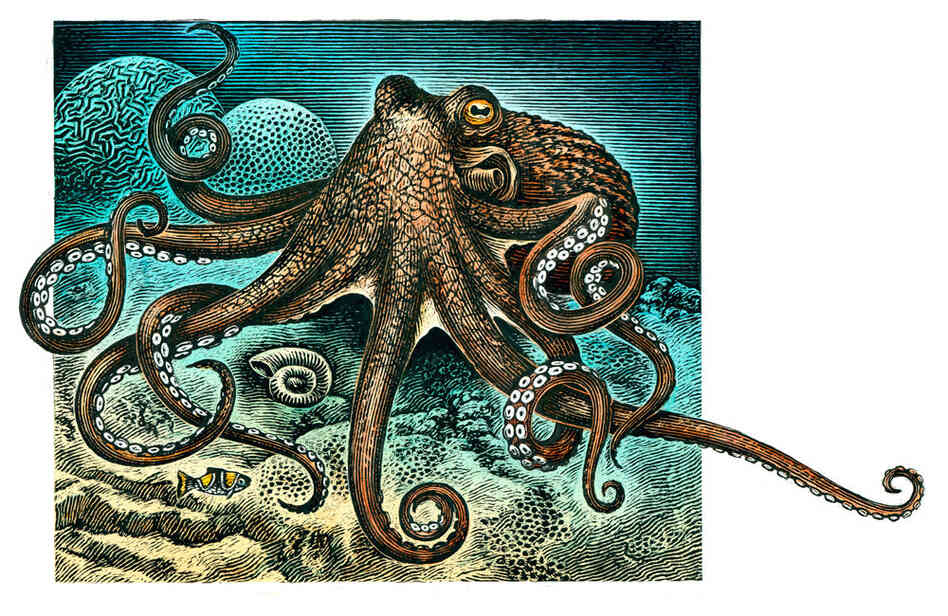 An Illustration of a giant Pacific Octopus. An Illustration of a giant Pacific Octopus.