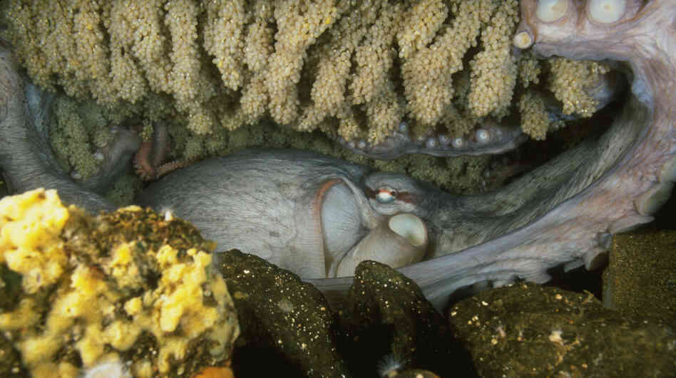 A female giant Pacific octopus broods thousands of eggs, and will die after the eggs are hatched. A female giant Pacific octopus broods thousands of eggs, and will die after the eggs are hatched.