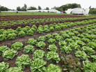 Lettuce at an organic vegetable farm in Teltow, Germany. Organic farmers in Germany are reporting a surge in demand for lettuce and cucumbers in the wake of an outbreak of E. coli after health officials warned people not to eat cucumbers, lettuce and tomatoes, though organic produce may not necessarily be safer. Lettuce at an organic vegetable farm in Teltow, Germany. Organic farmers in Germany are reporting a surge in demand for lettuce and cucumbers in the wake of an outbreak of E. coli after health officials warned people not to eat cucumbers, lettuce and tomatoes, though organic produce may not necessarily be safer.