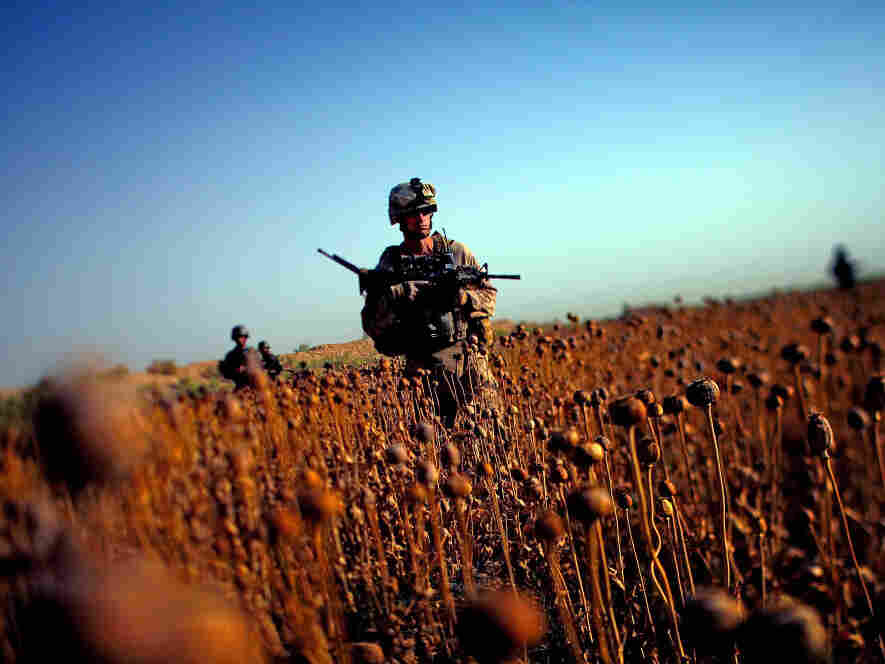 U.S. Marines with Golf Company patrol with Afghan forces through a harvested poppy field in Northern Marjah, Helmand Province, Afghanistan. U.S. Marines with Golf Company patrol with Afghan forces through a harvested poppy field in Northern Marjah, Helmand Province, Afghanistan.