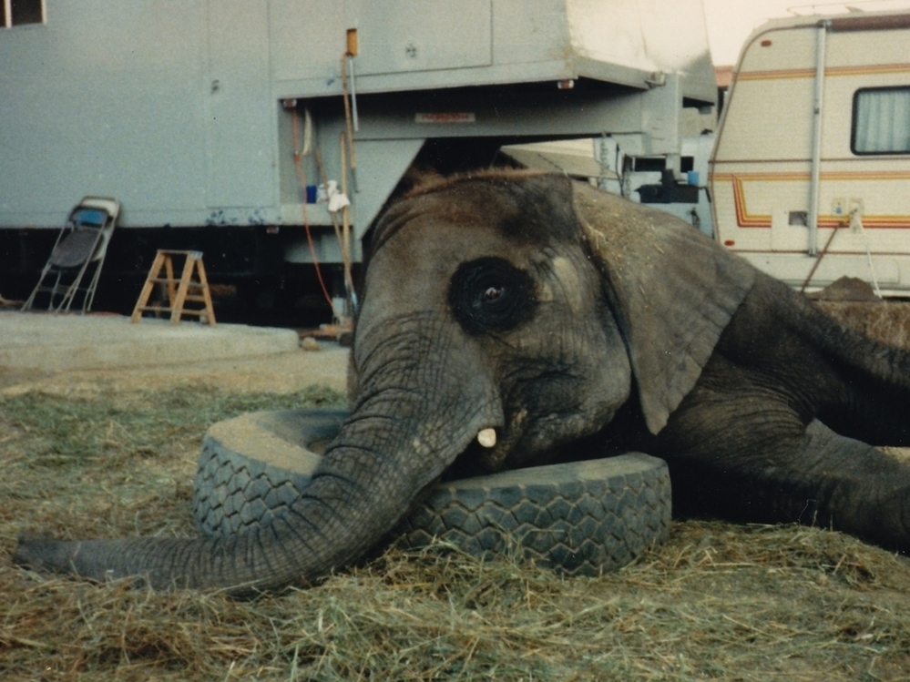 Downtime: Flora's restlessness — circus employees think of her as a moody teenager — leads one animal expert to theorize that she may suffer from post-traumatic stress syndrome.