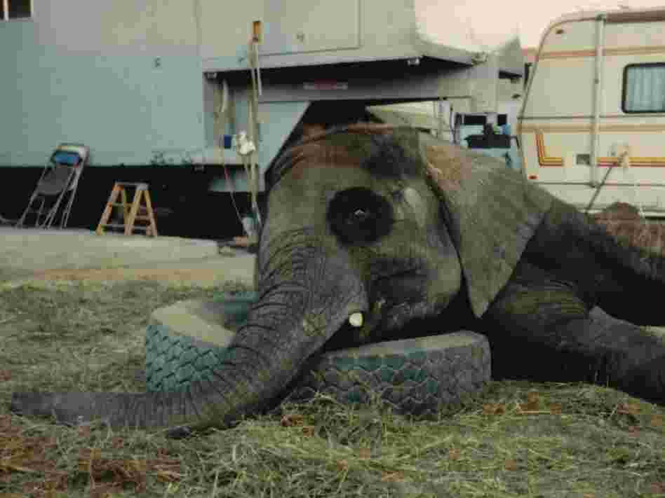 elephant2-6e4d87ee02d8e796dc996b584b6c01ad4b00964e-s6-c10.jpg