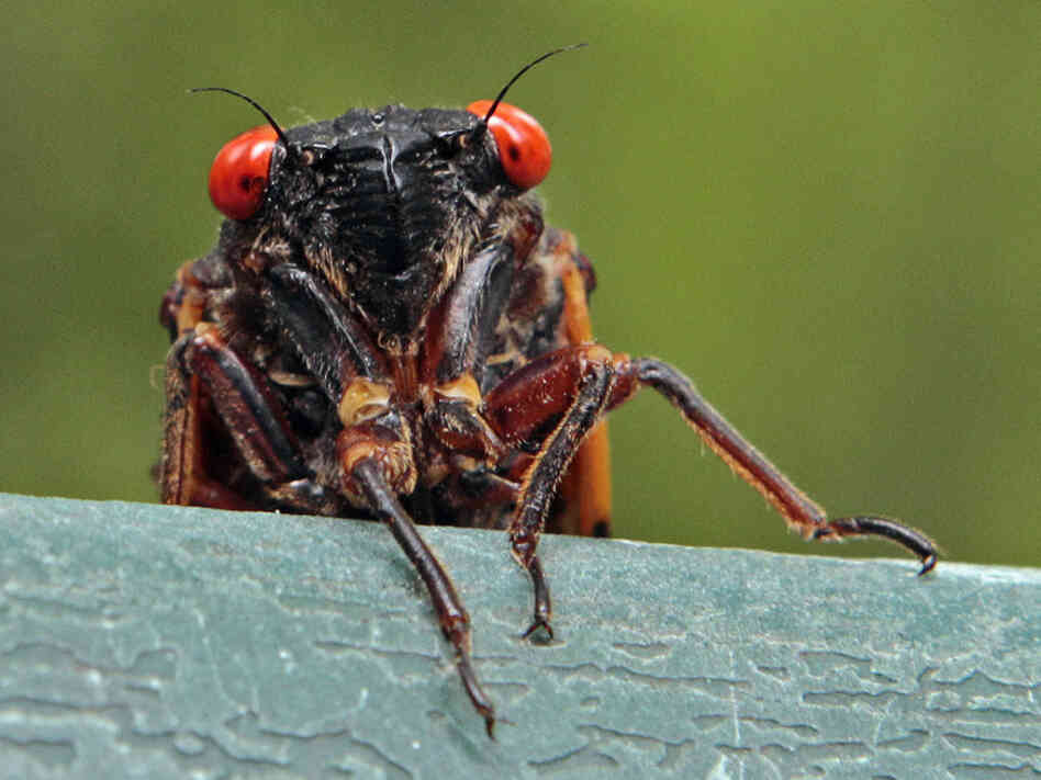 A 13-year cicada peers over a ledge in Chapel Hill, N.C. A 13-year cicada peers over a ledge in Chapel Hill, N.C.