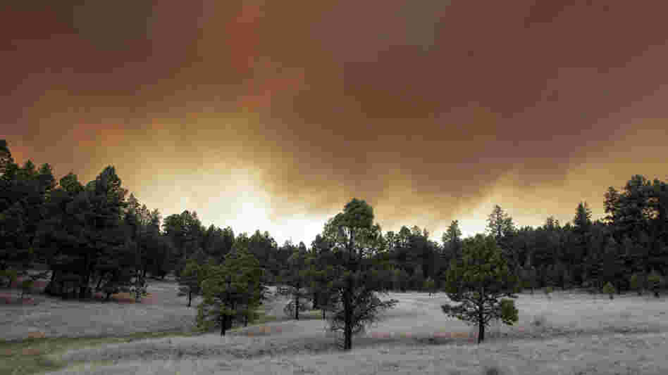 Smoke plumes from the Wallow Fire rose over the Apache-Sitgreaves National Forest near Luna, N.M., on Monday (June 6, 2011).