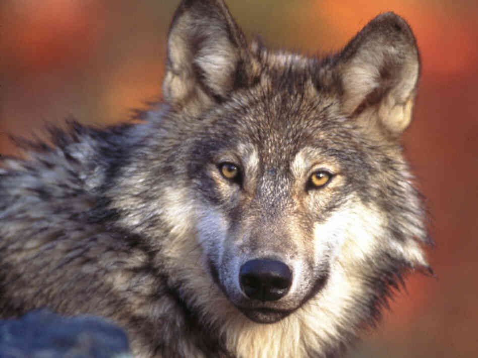 The gray wolf has been a controversial entry on the endangered species  list. Former Interior Secretary Bruce Babbitt criticized a deal with Congress that kicked them off the list altogether.
