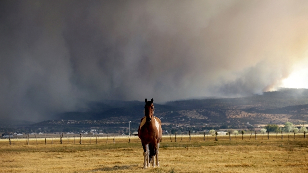 A horse stands in the middle of a field as the Wallow fire approaches in Springerville, Ariz., on Tuesday.