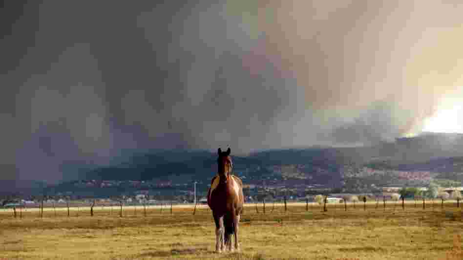 A horse stands in the middle of a field as the Wallow fire approaches in Springerville, Ariz., on Tuesday.
