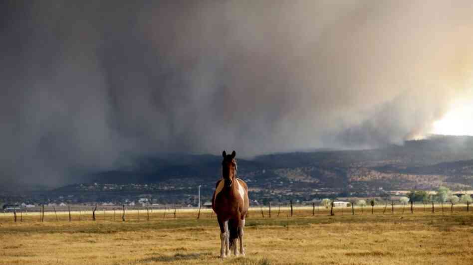 A horse stands in the middle of a field as the Wallow fire approaches in Springerville, Ariz., on Tuesday.
