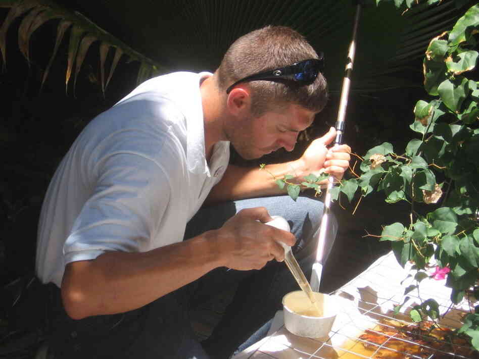John David Snell inspects stagnant water at a foreclosed Key West home for signs of Aedes aegypti mosquito larvae. The mosquitoes, which transmit the dengue virus, have become more prevalent in the U.S.