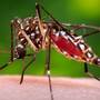 A female mosquito acquires a blood meal. This species, Aedes aegypti, carries and transmits the dengue fever virus. A female mosquito acquires a blood meal. This species, Aedes aegypti, carries and transmits the dengue fever virus.